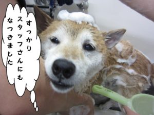 シャンプー中柴犬
