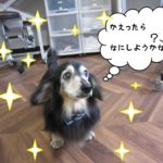 おすましミニチュアダックス