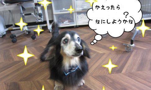 おすましミニチュアダックス