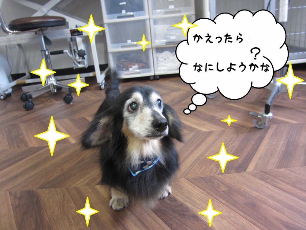 おすましミニチュアダックス