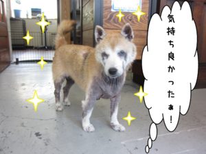 おすまし柴犬