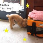 探し物トイプードル