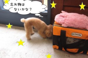 探し物トイプードル