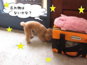 探し物トイプードル