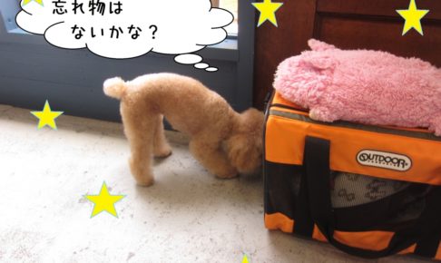 探し物トイプードル