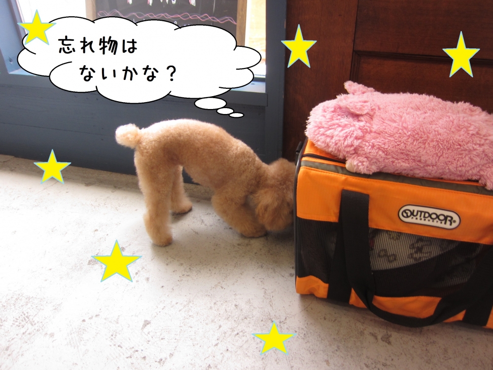 探し物トイプードル