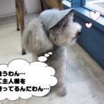 横顔トイプードル