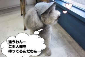 横顔トイプードル