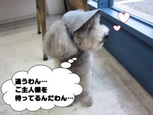 横顔トイプードル