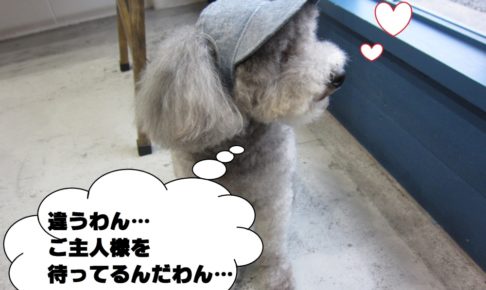 横顔トイプードル