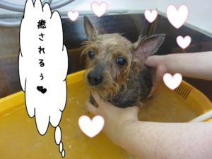 スパ中ヨーキー