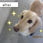 おすましミニチュアダックス