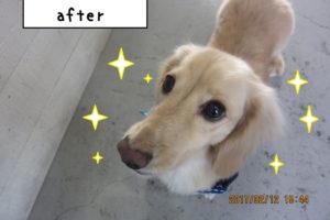 おすましミニチュアダックス