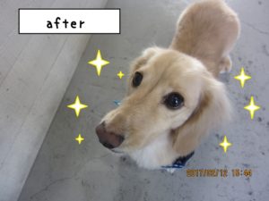 おすましミニチュアダックス