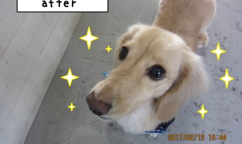 おすましミニチュアダックス