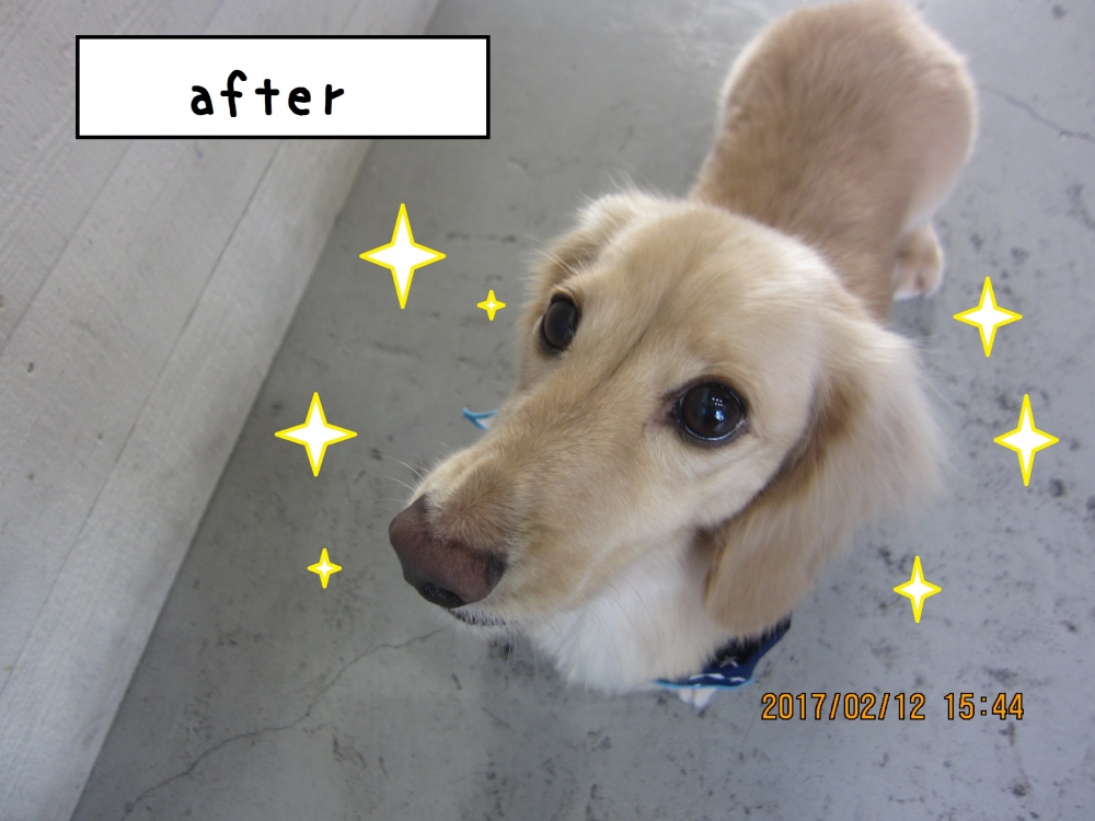 おすましミニチュアダックス