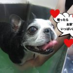 笑顔ボストンテリア