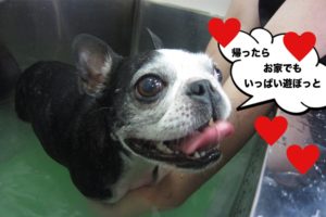 笑顔ボストンテリア