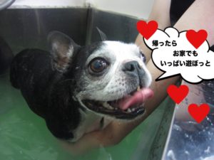 笑顔ボストンテリア