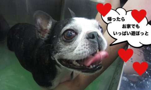 笑顔ボストンテリア