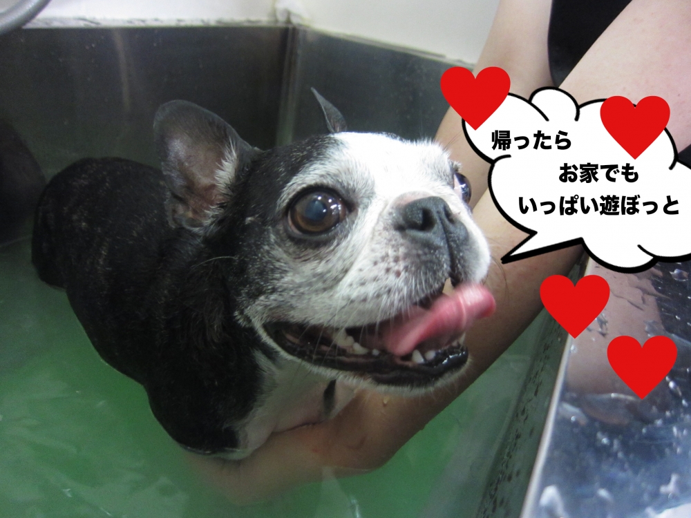 笑顔ボストンテリア