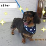 舌出し笑顔ミニチュアダックス