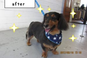 舌出し笑顔ミニチュアダックス