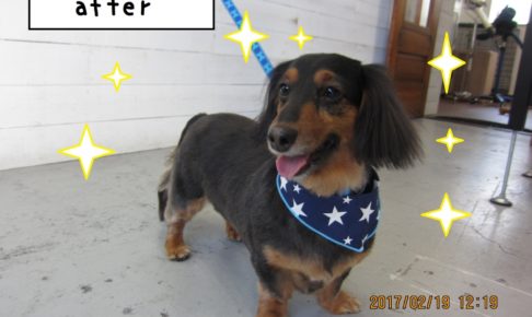 舌出し笑顔ミニチュアダックス