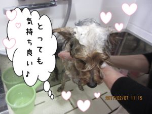 シャンプー中ヨーキー