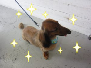 施術後ミニチュアダックス