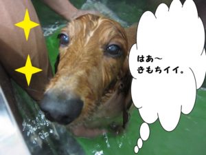 スパ中ミニチュアダックス