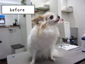 カット前チワワ