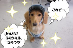 お洒落ミニチュアダックス