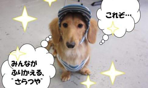 お洒落ミニチュアダックス