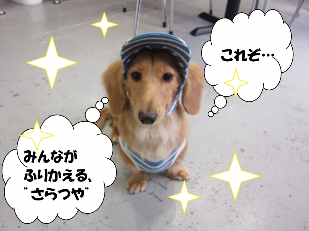 お洒落ミニチュアダックス