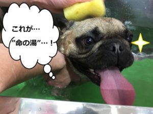 スパ中フレンチブルドッグ