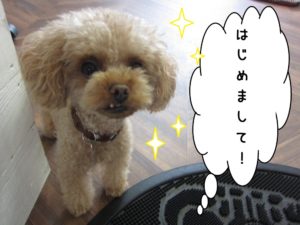 一時預かりトイプードル