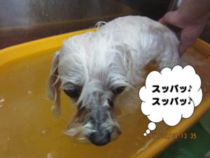 スパ中マルチーズ