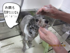 シャンプー中トイプードル