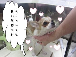 シャンプー中チワワ