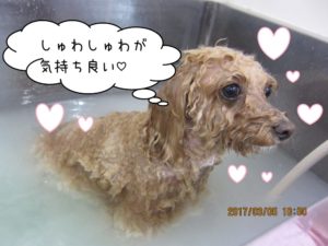 スパ中トイプードル