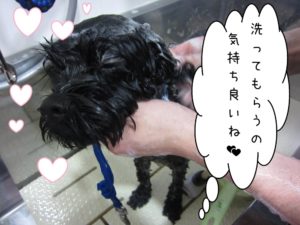 シャンプー中ミックス