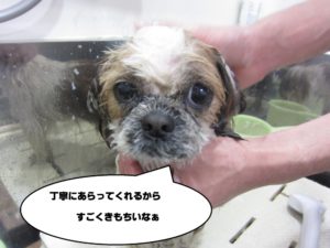 シャンプー中シーズー