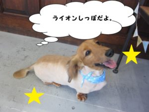 カット後ミニチュアダックス