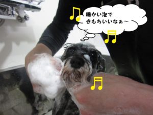 シャンプー中Mシュナ