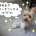 ご機嫌ヨーキー