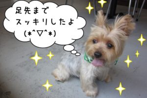 ご機嫌ヨーキー