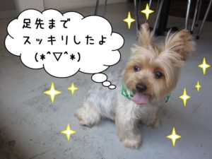 ご機嫌ヨーキー