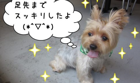 ご機嫌ヨーキー