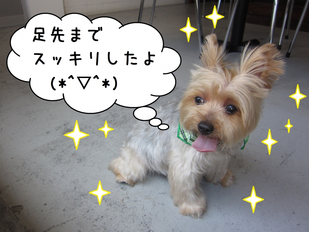 ご機嫌ヨーキー